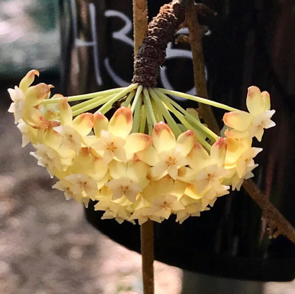 Beginner's Hoya Pack #2 (updated Jan '26) - Image 10