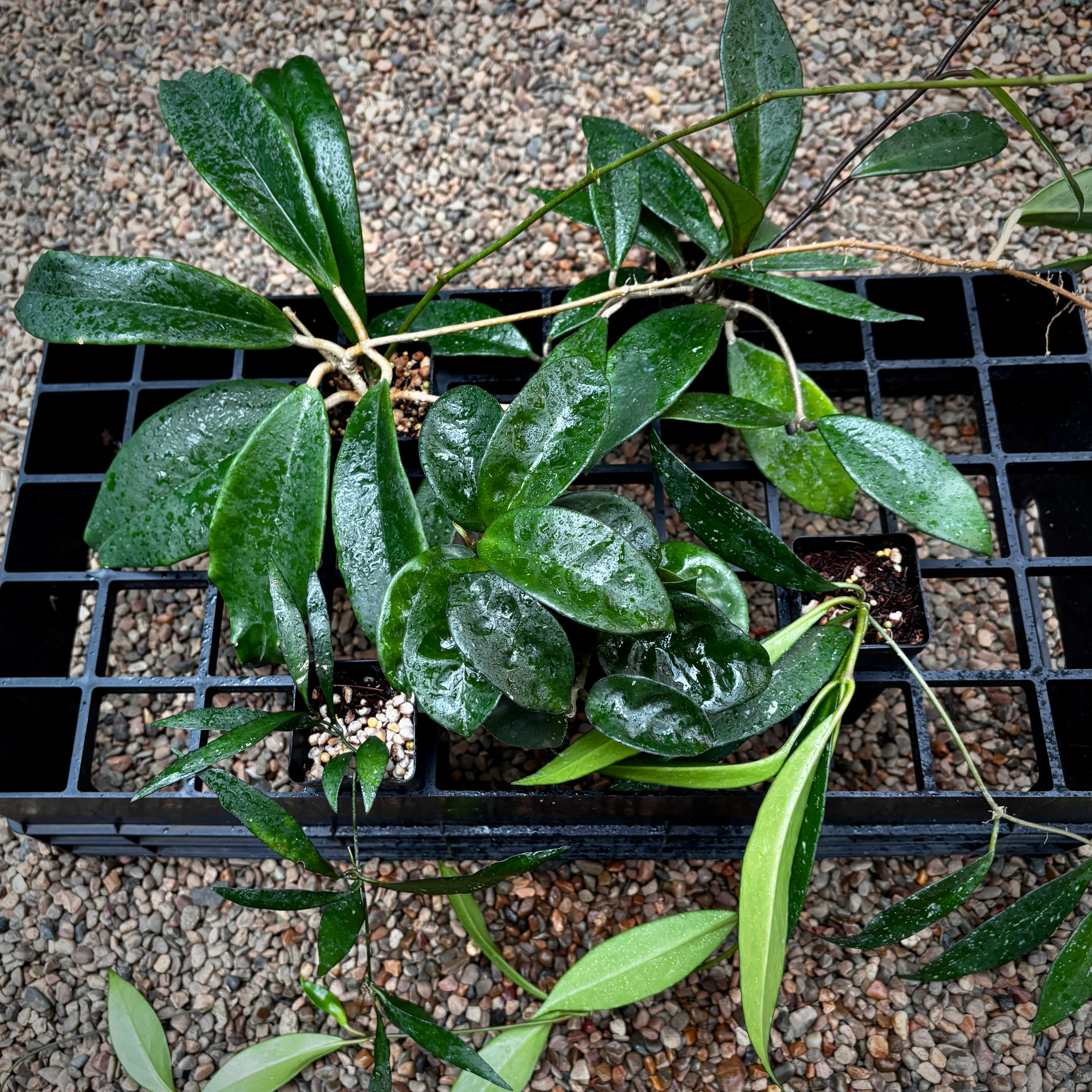 Beginner's Hoya Pack #2 (updated Jan '26) - Image 14