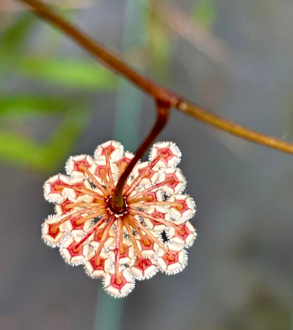 Beginner's Hoya Pack #2 (updated Jan '26) - Image 5