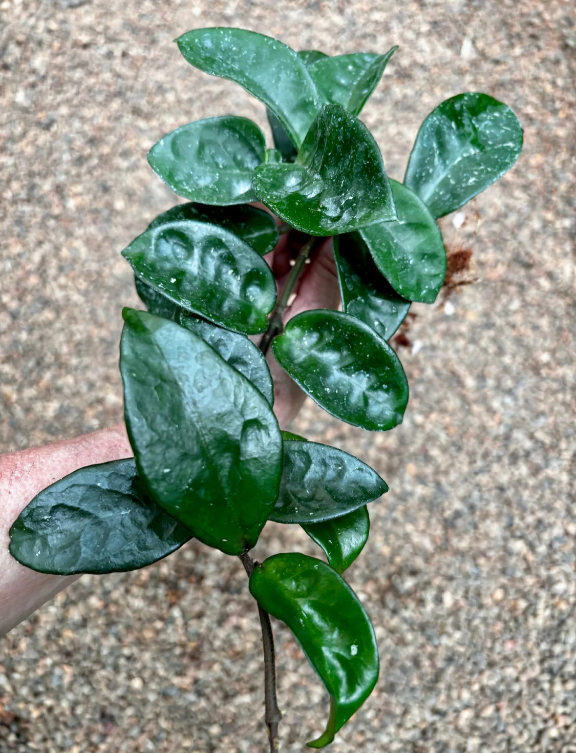 Beginner's Hoya Pack #2 (updated Jan '26) - Image 8