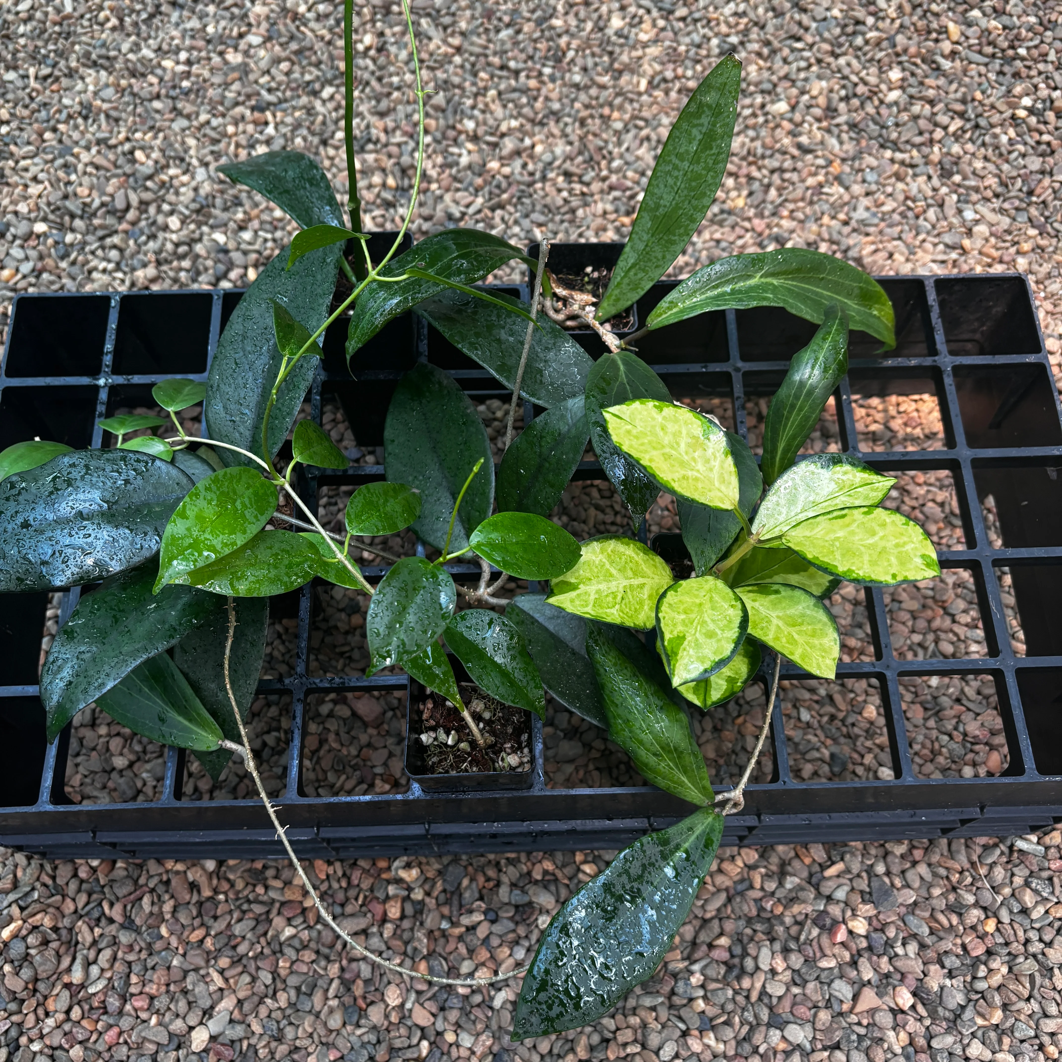 Beginner's Hoya Pack #3 (updated Jan '26) - Image 12