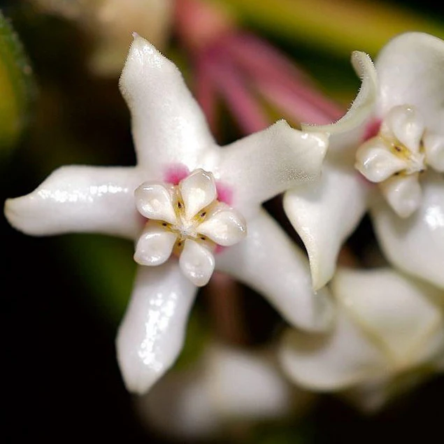 Beginner's Hoya Pack #3 (updated Jan '26) - Image 5