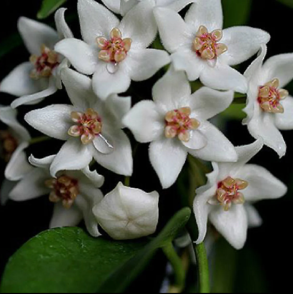 Beginner's Hoya Pack #3 (updated Jan '26) - Image 8