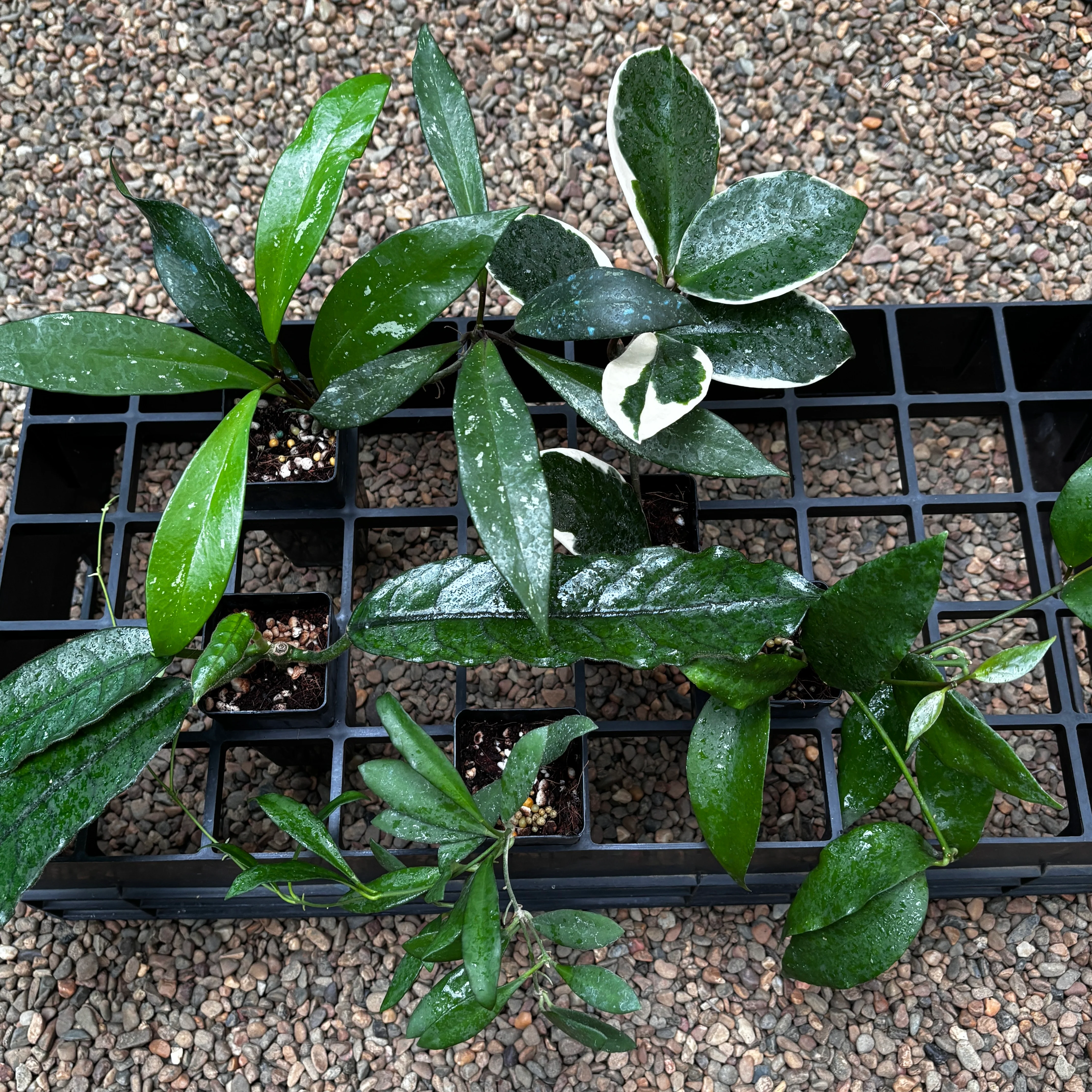 Beginner's Hoya Pack #4 (updated Jan '26) - Image 10