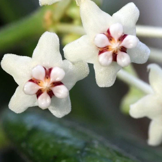 Beginner's Hoya Pack #4 (updated Jan '26) - Image 5