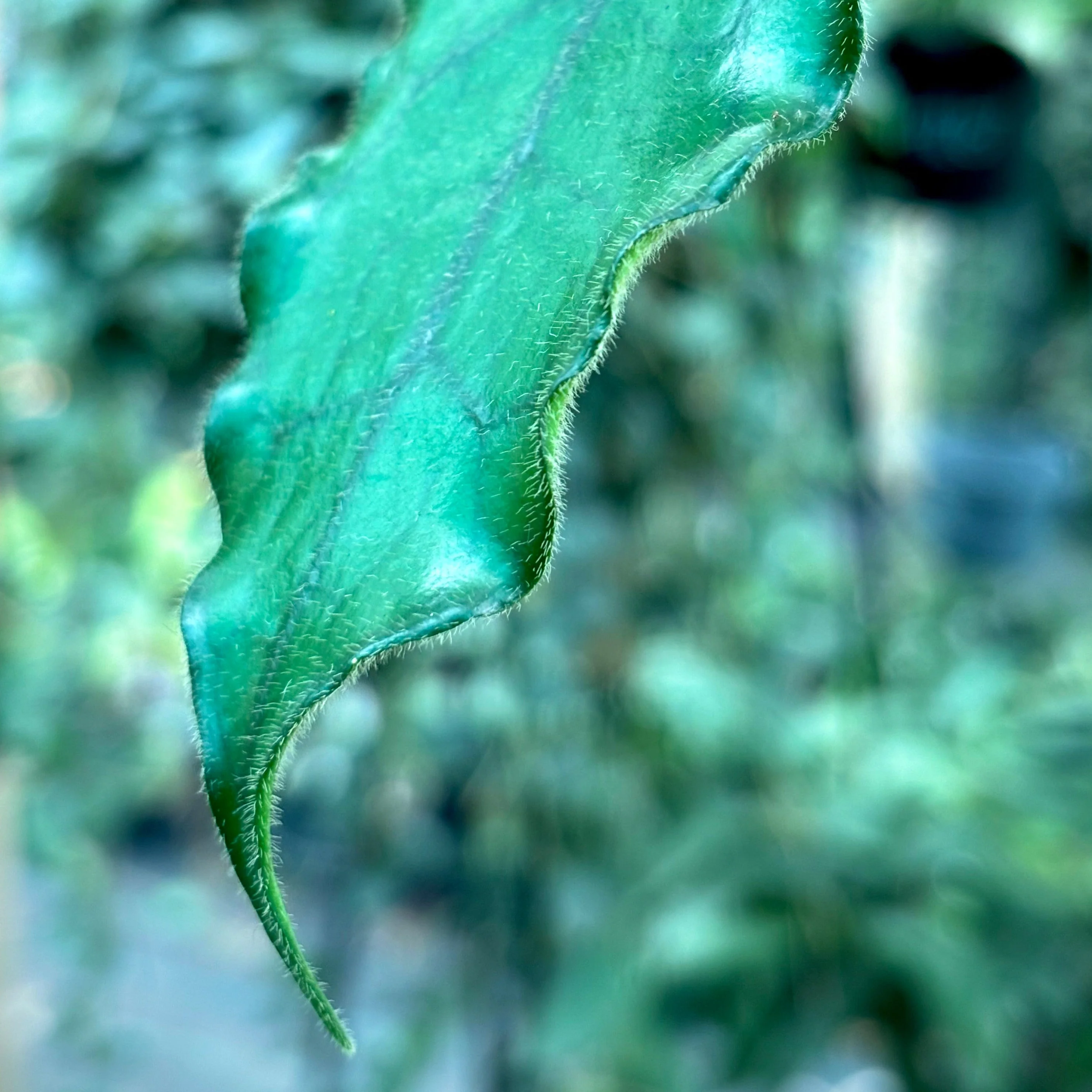 Beginner's Hoya Pack #4 (updated Jan '26) - Image 6