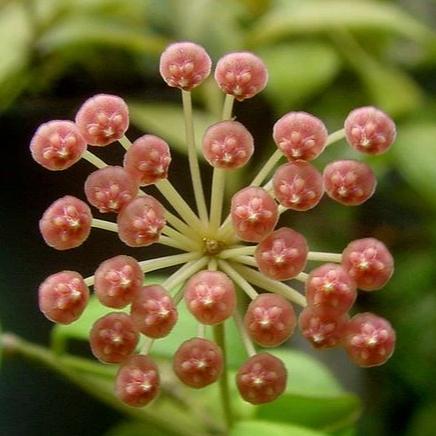 Beginner's Hoya Pack #4 (updated Jan '26) - Image 7