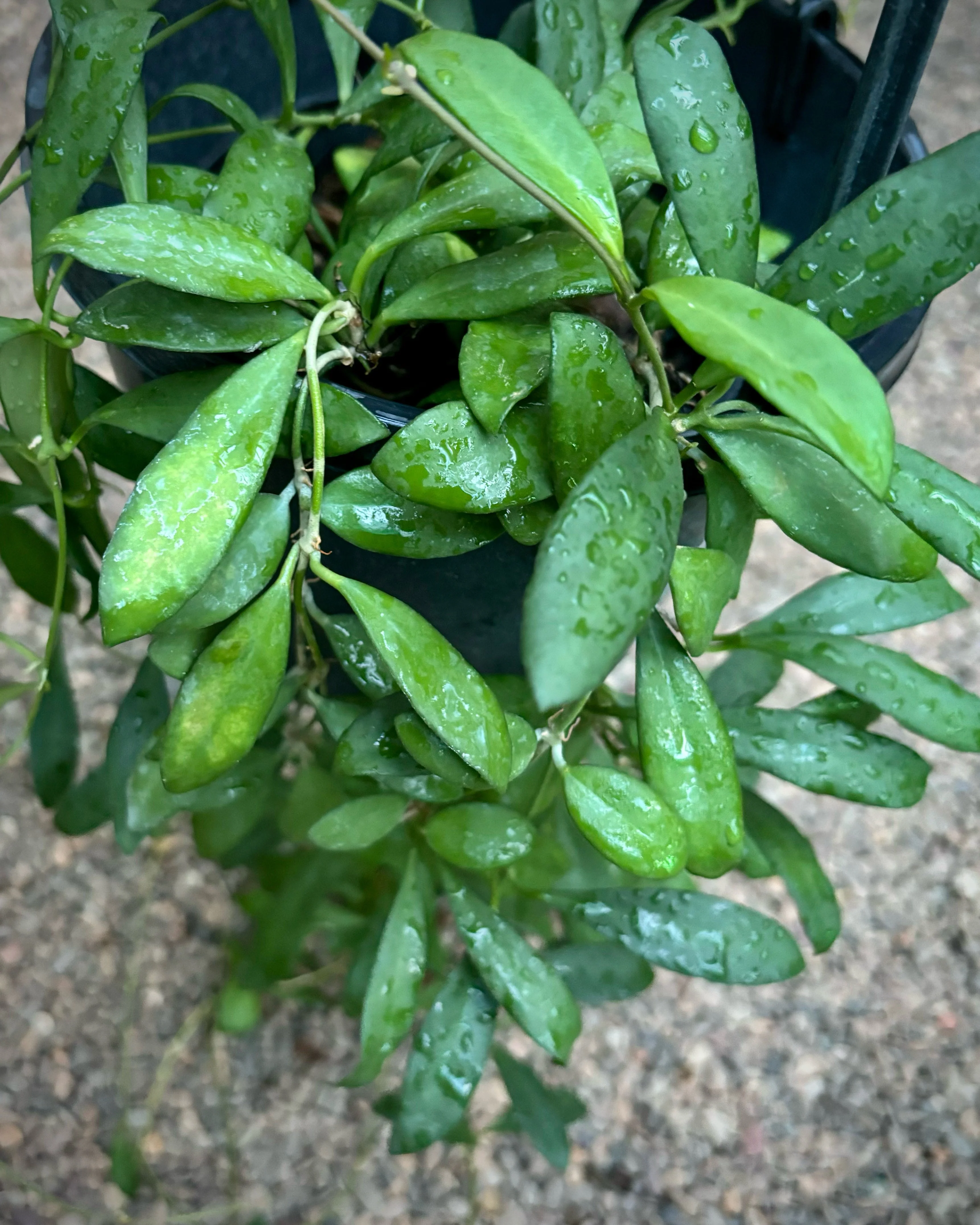 Beginner's Hoya Pack #4 (updated Jan '26) - Image 8
