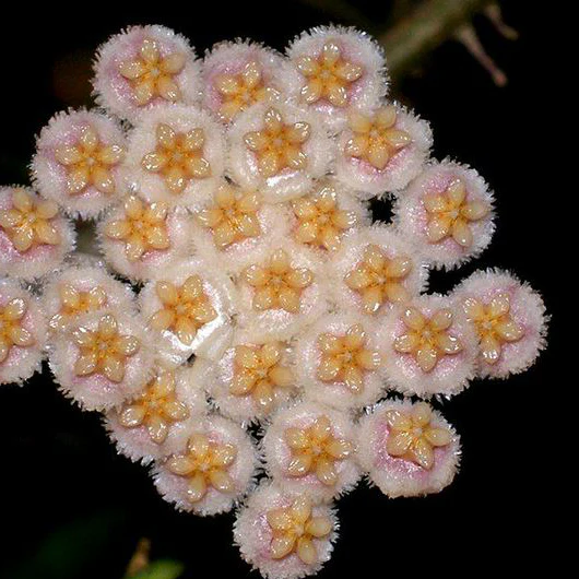 Hoya nabawanensis Malaysia IML 0078 H333 - Image 10