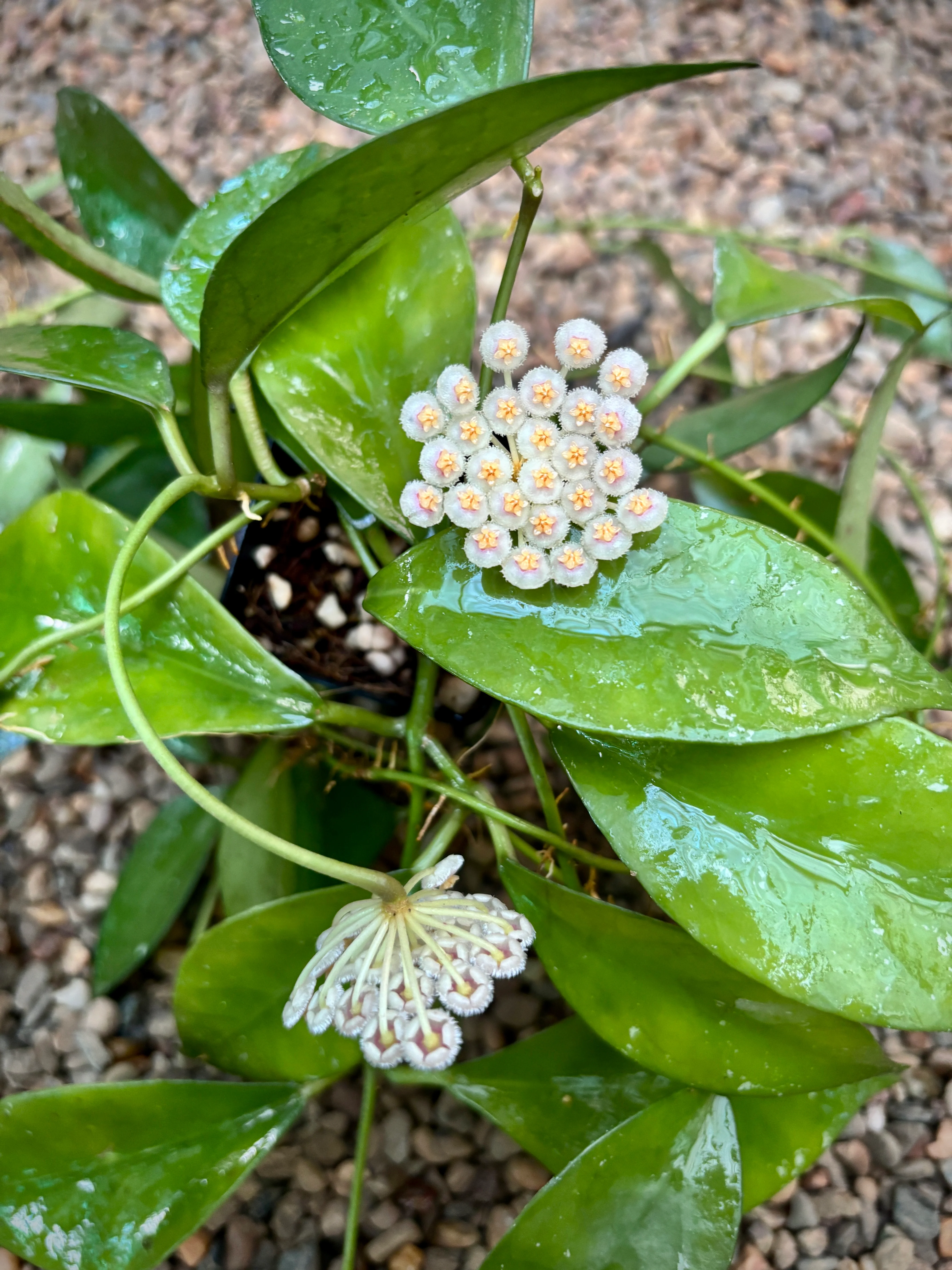 Hoya nabawanensis Malaysia IML 0078 H333 - Image 3