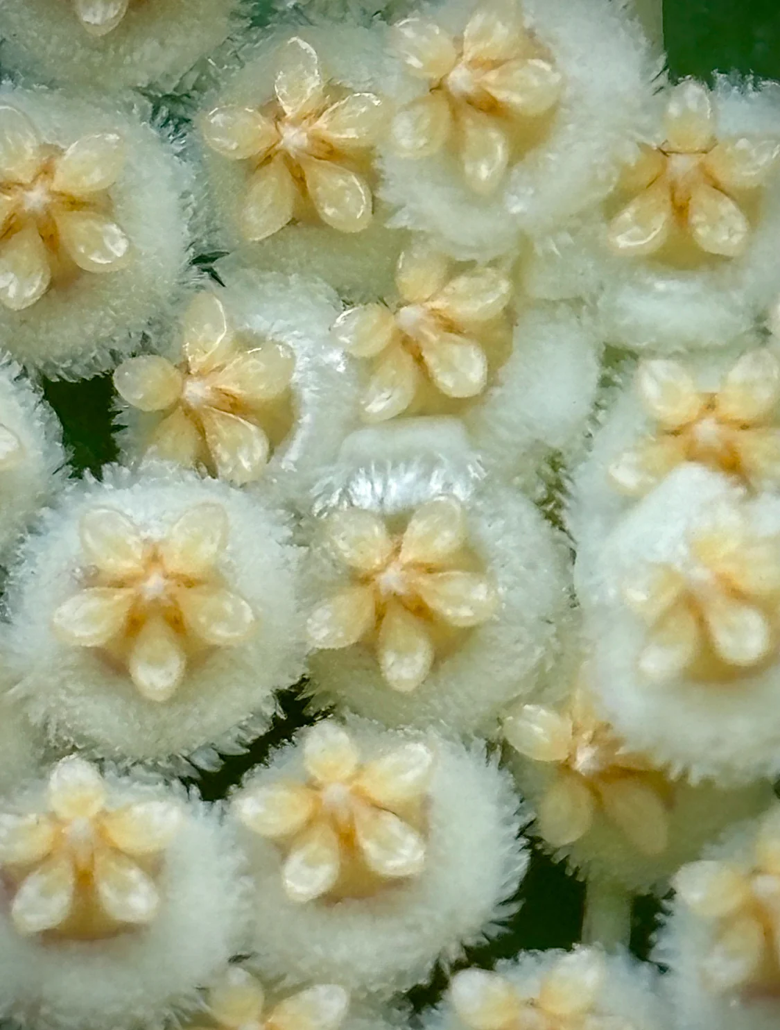Hoya nabawanensis Malaysia IML 0078 H333 - Image 6