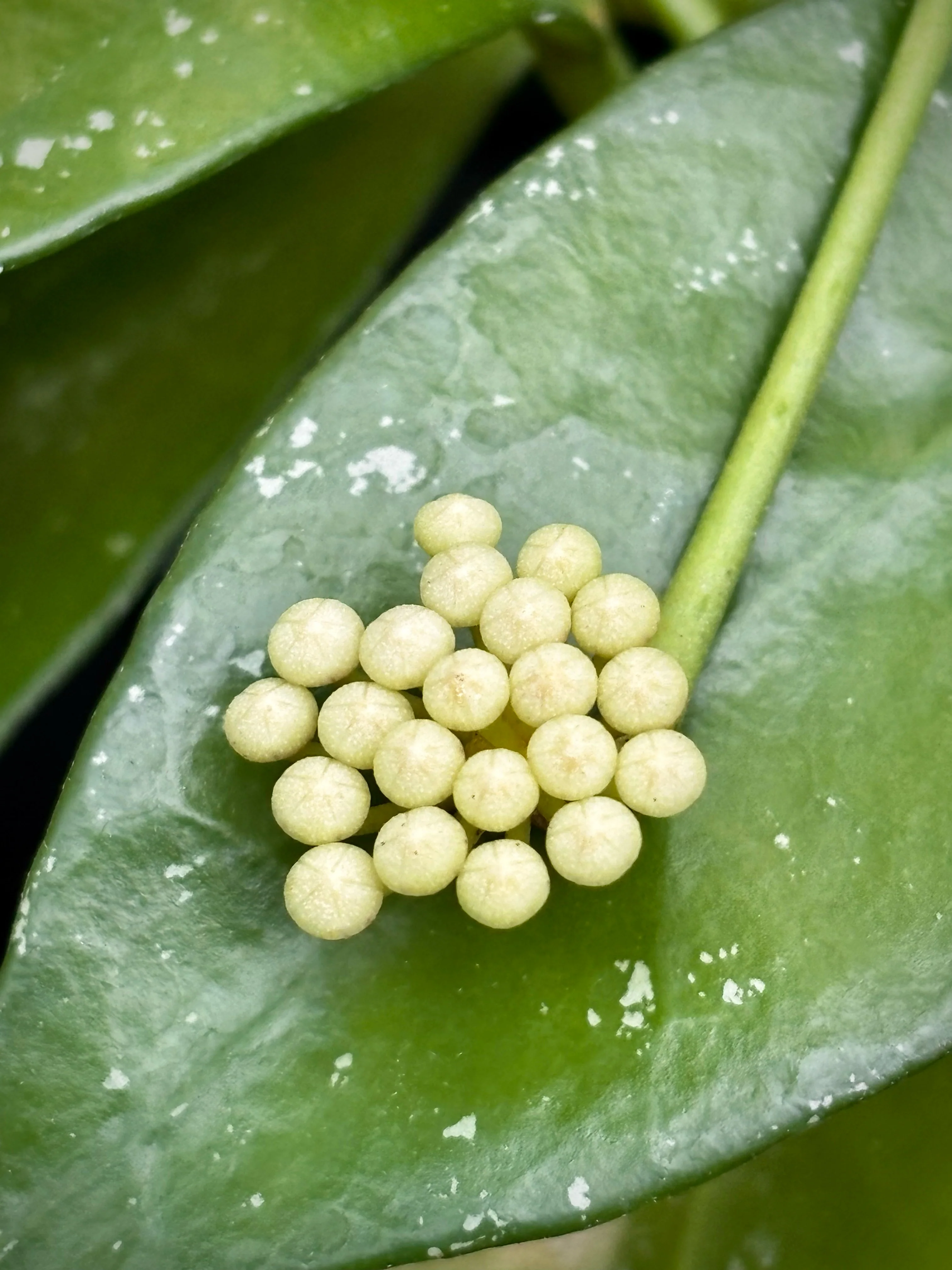 Hoya nabawanensis Malaysia IML 0078 H333 - Image 8