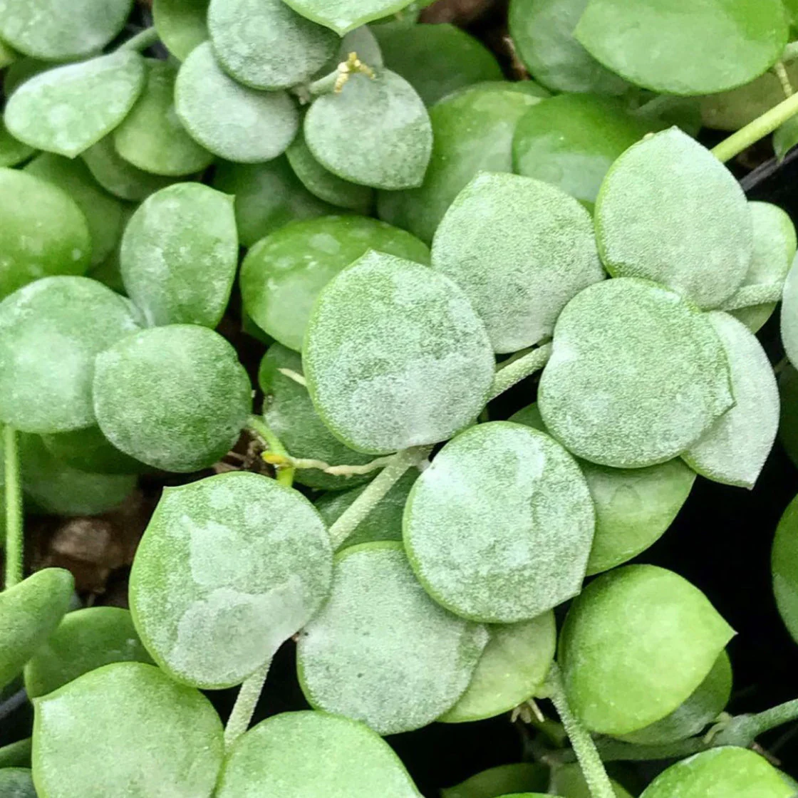 Dischidia nummularia - thin leaf D19 - Image 4