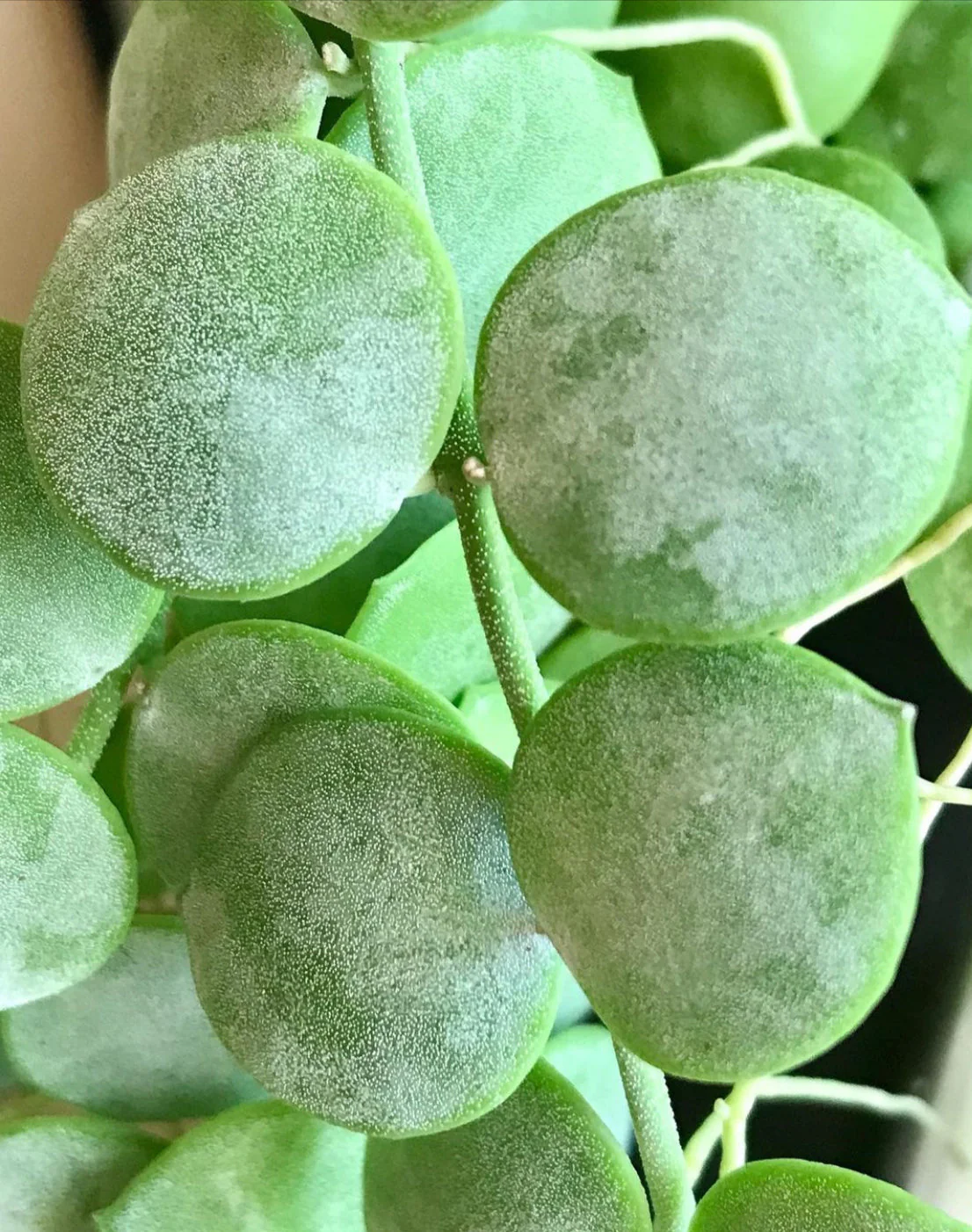 Dischidia nummularia - thin leaf D19 - Image 5
