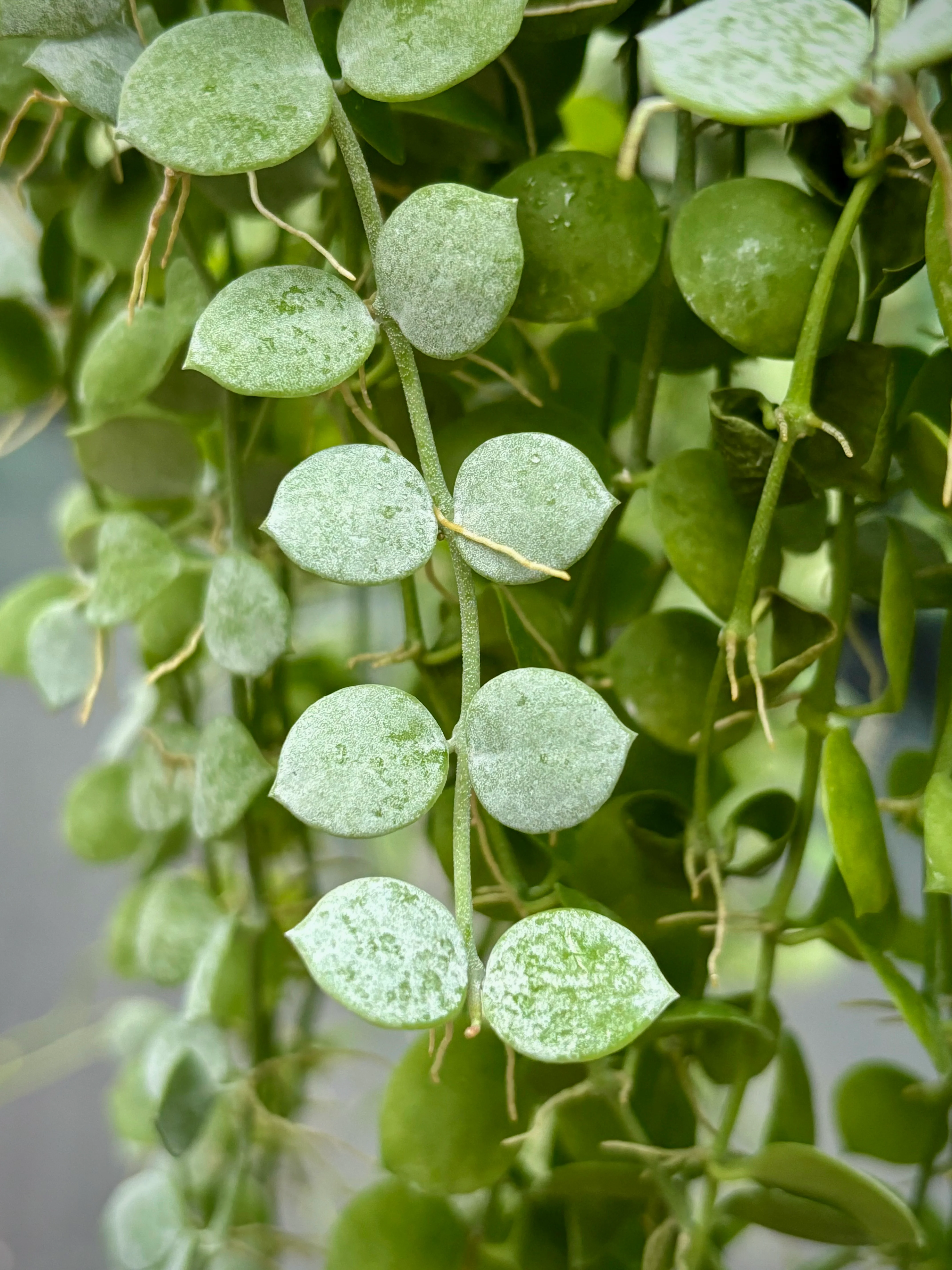 Dischidia nummularia - thin leaf D19 - Image 8