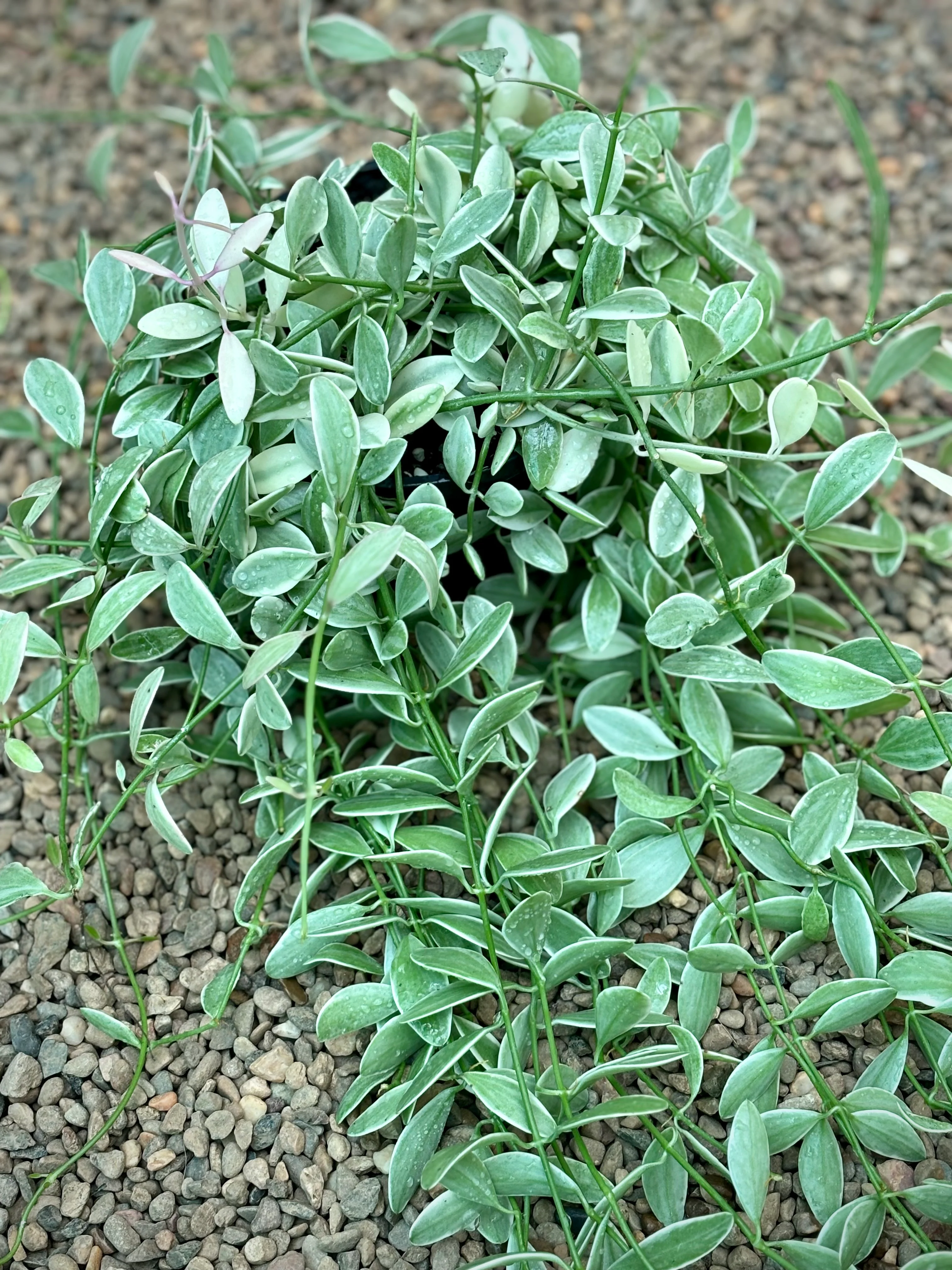 Dischidia oiantha variegata D34 - Image 4