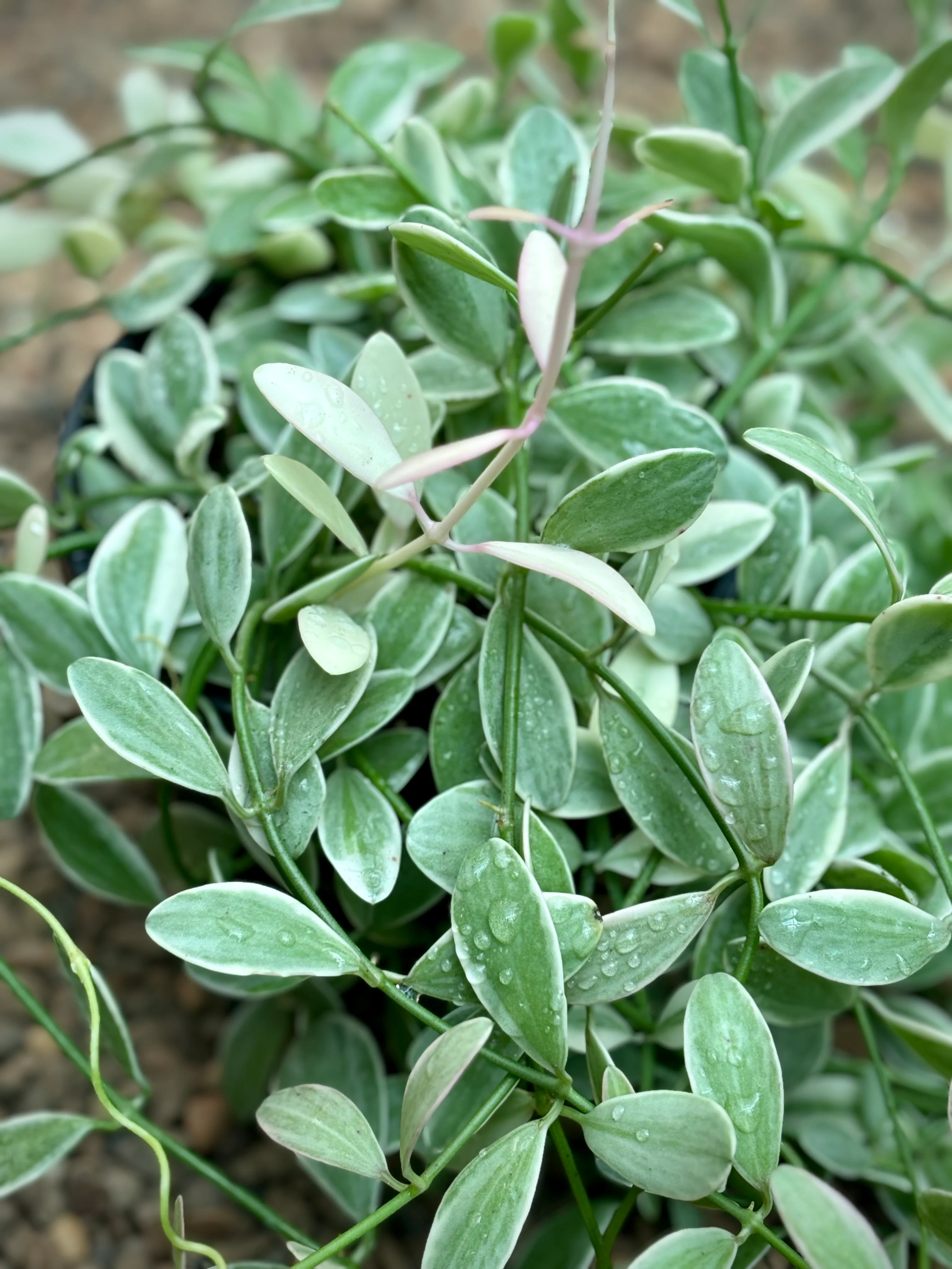 Dischidia oiantha variegata D34 - Image 6