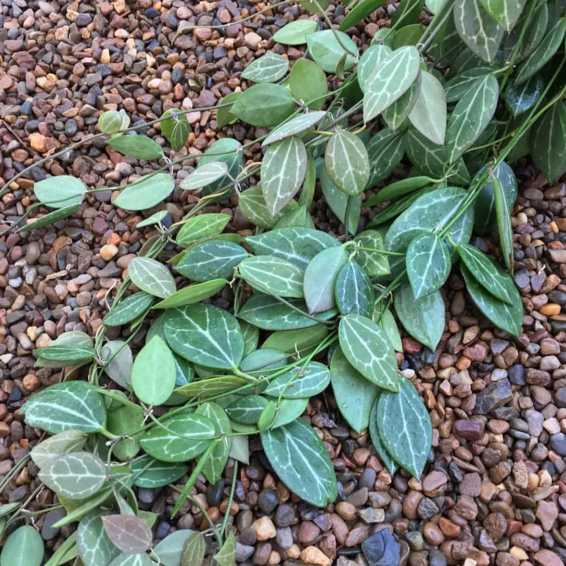 Dischidia ovata D21 - Image 4