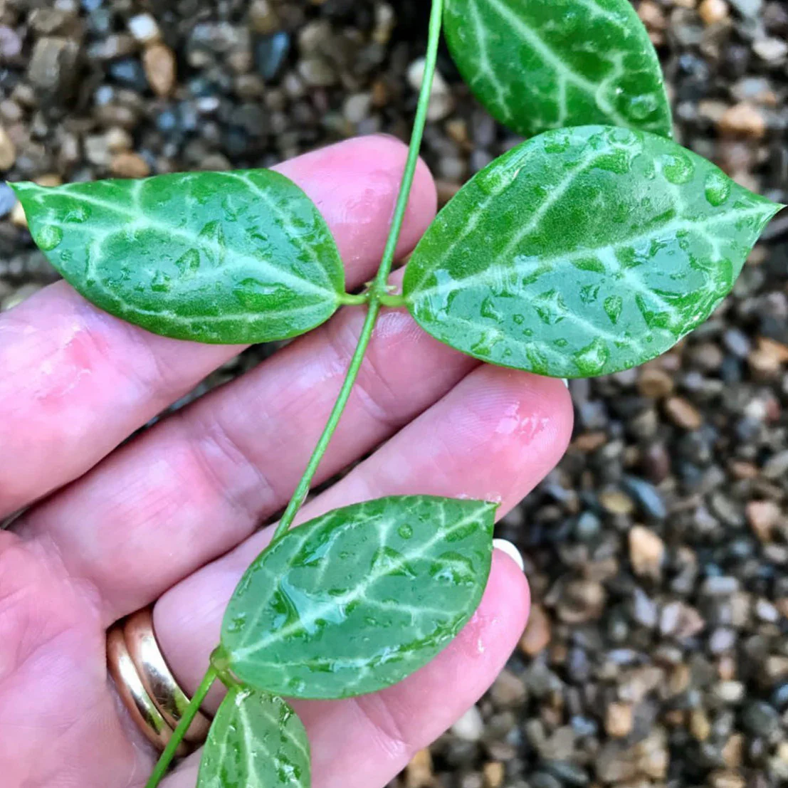 Dischidia ovata - large leaf D25 - Image 3