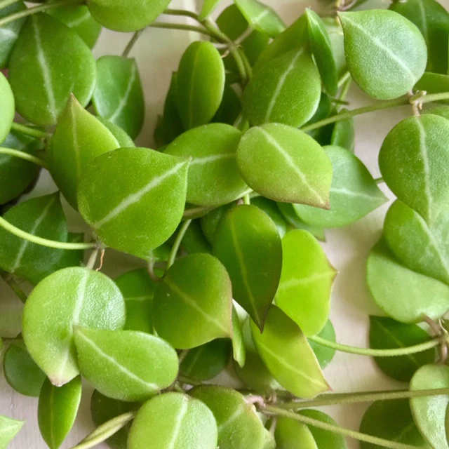 Dischidia ovata - round leaf D29