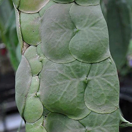 Dischidia platyphylla Solomon Islands IML 0117 D5