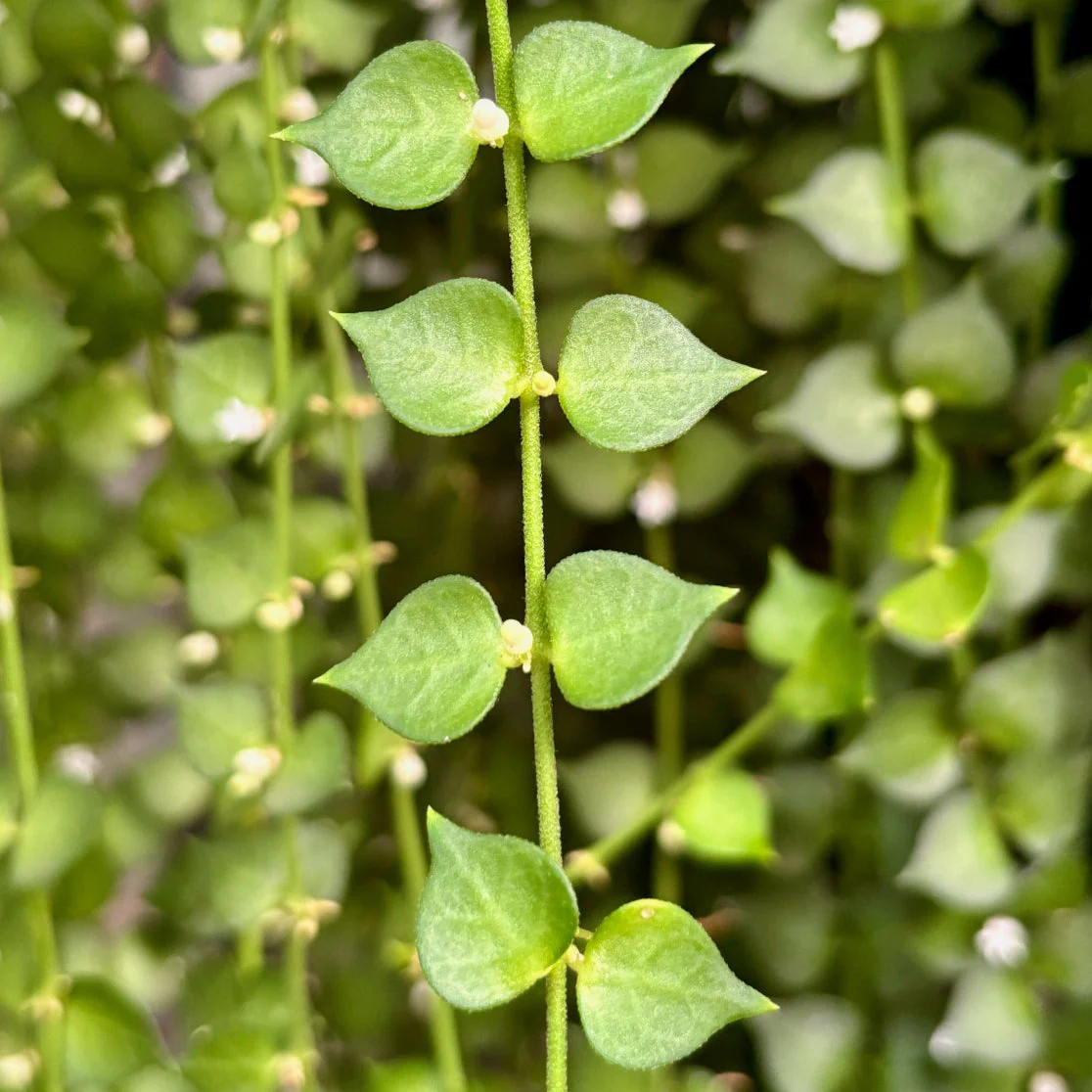 Dischidia ruscifolia D18 - Image 3