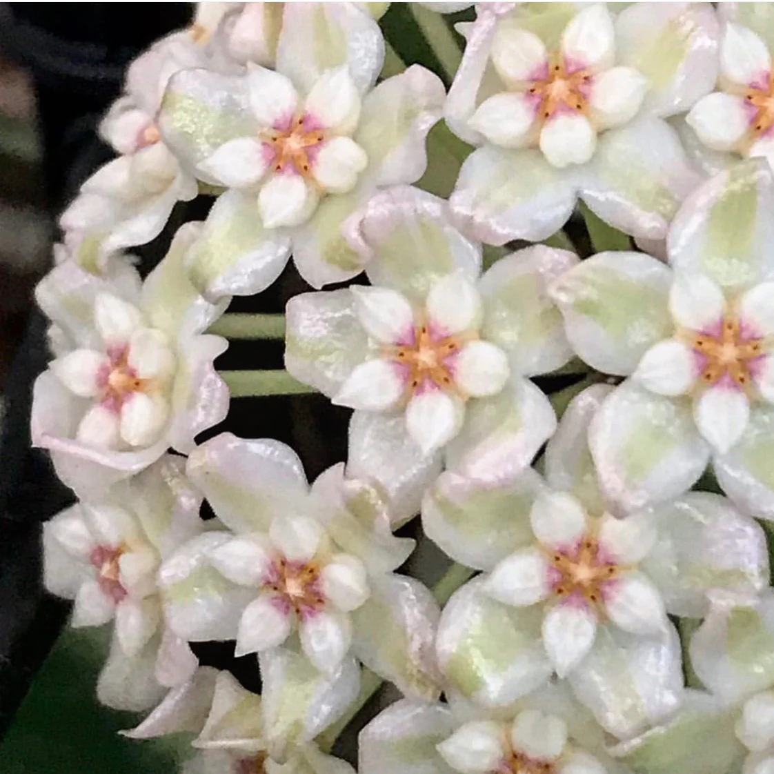 Hoya verticillata albomarginata IML 1625 H49 - Image 6