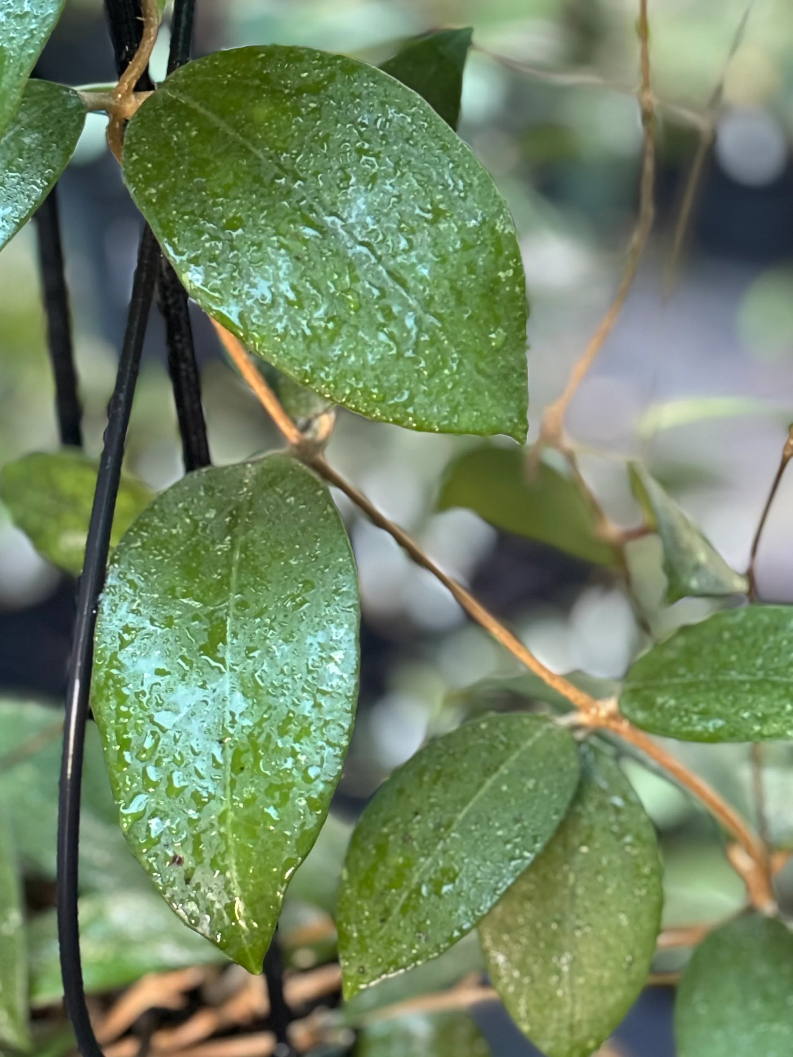 Hoya verticillata green H208 - Image 2