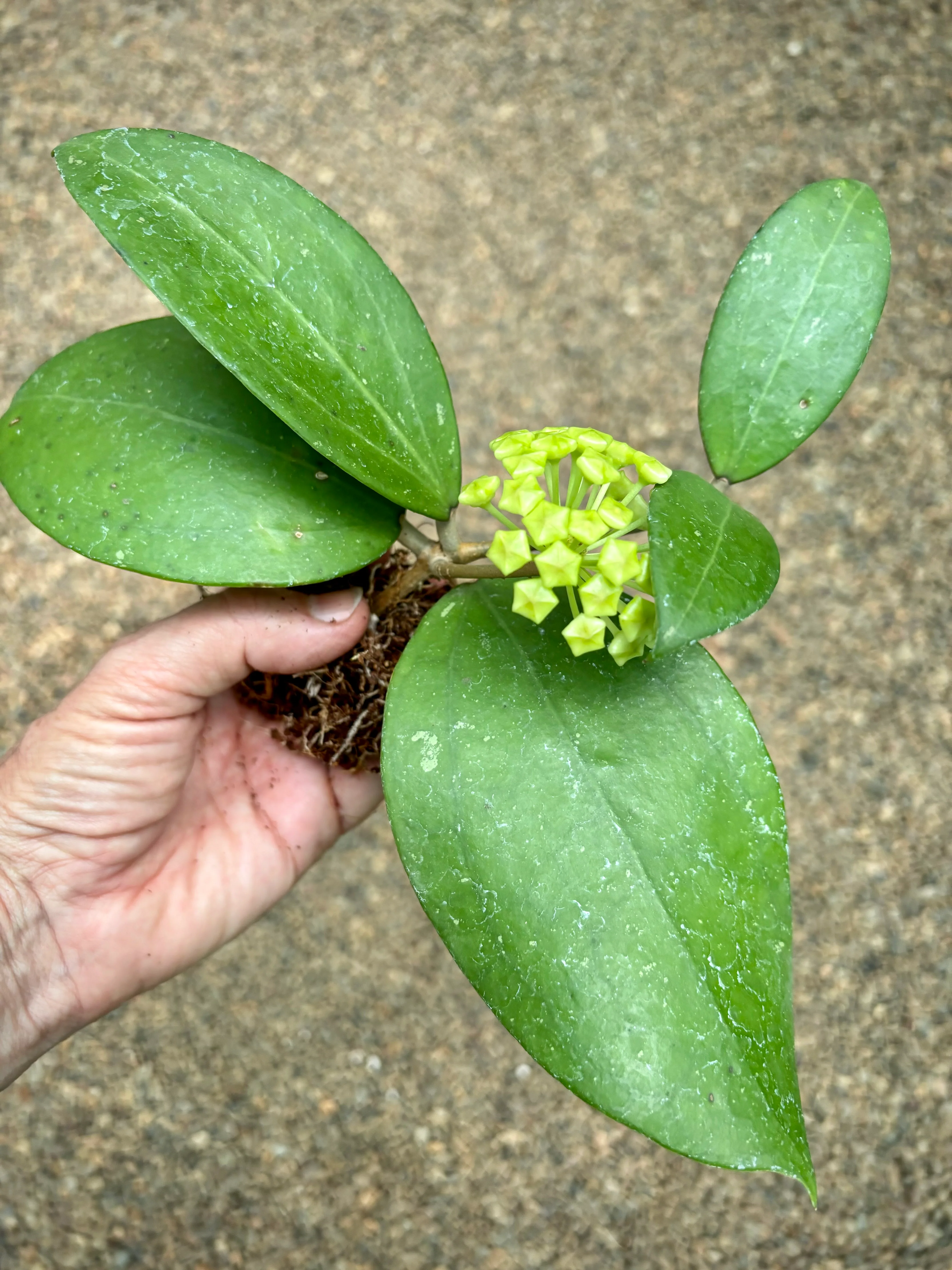 Hoya verticillata green H208 - Image 7