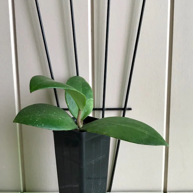 Hoya verticillata green H208 - Image 8