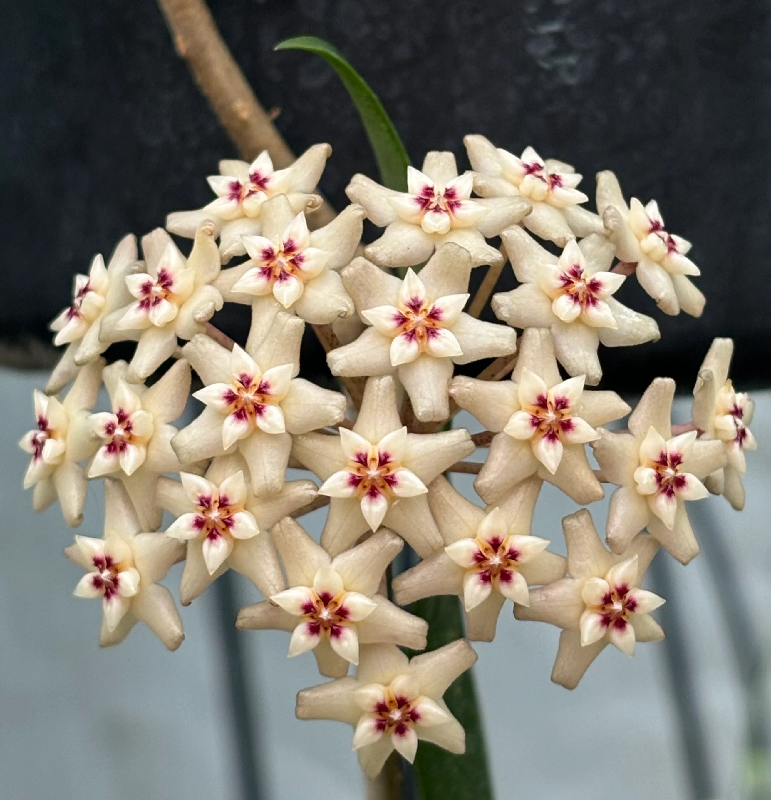 Hoya verticillata pink H188 - Image 10