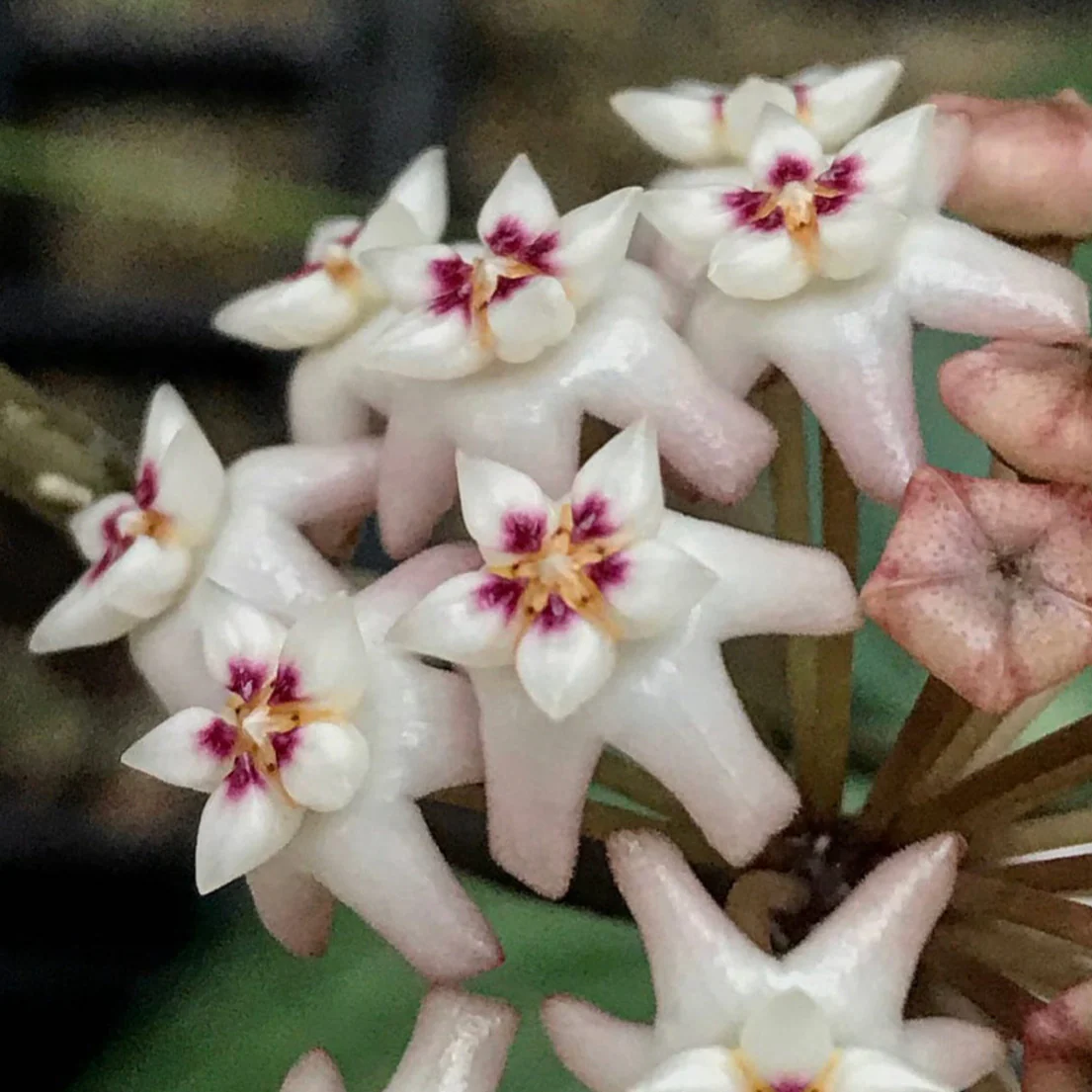 Hoya verticillata pink H188 - Image 8