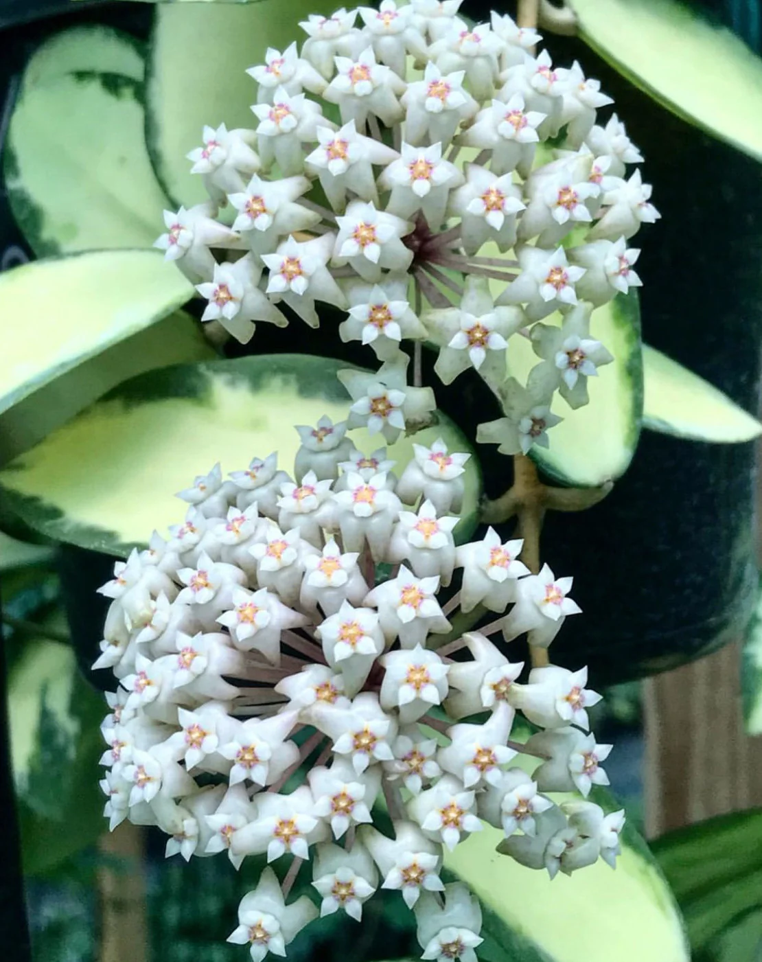 Hoya verticillata variegata IML 1578 H92 - Image 2