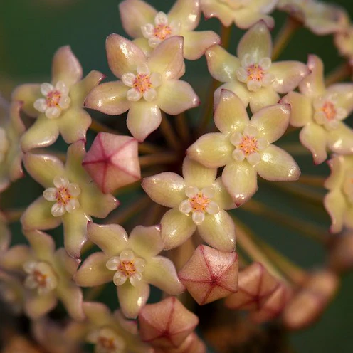 Hoya aff. latifolia H290 - Image 2