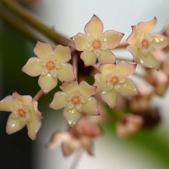Hoya latifolia albomarginata IML 1622 H157 - Image 3