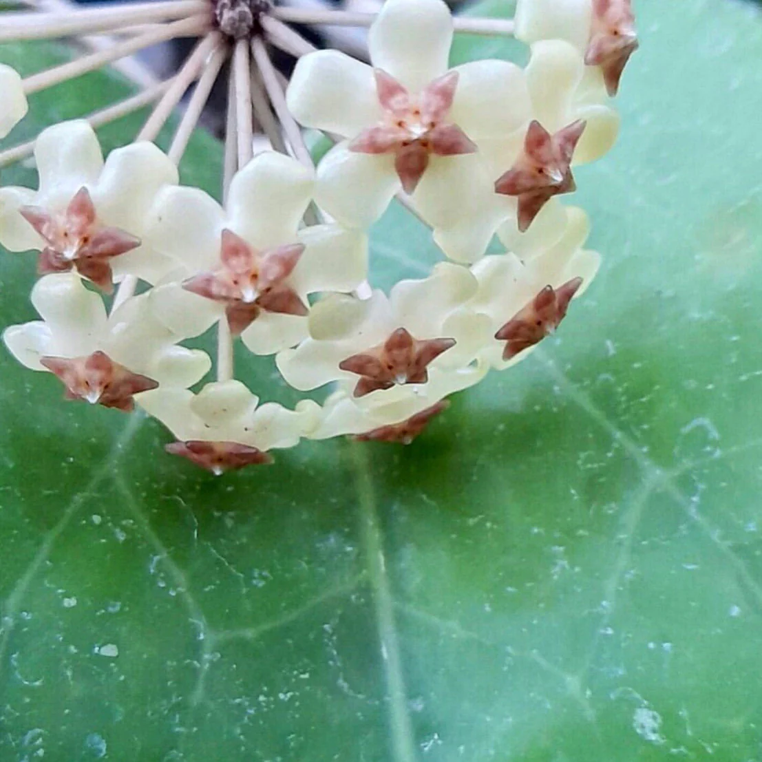 Hoya sp. Java IML 0452 H125 - Image 11