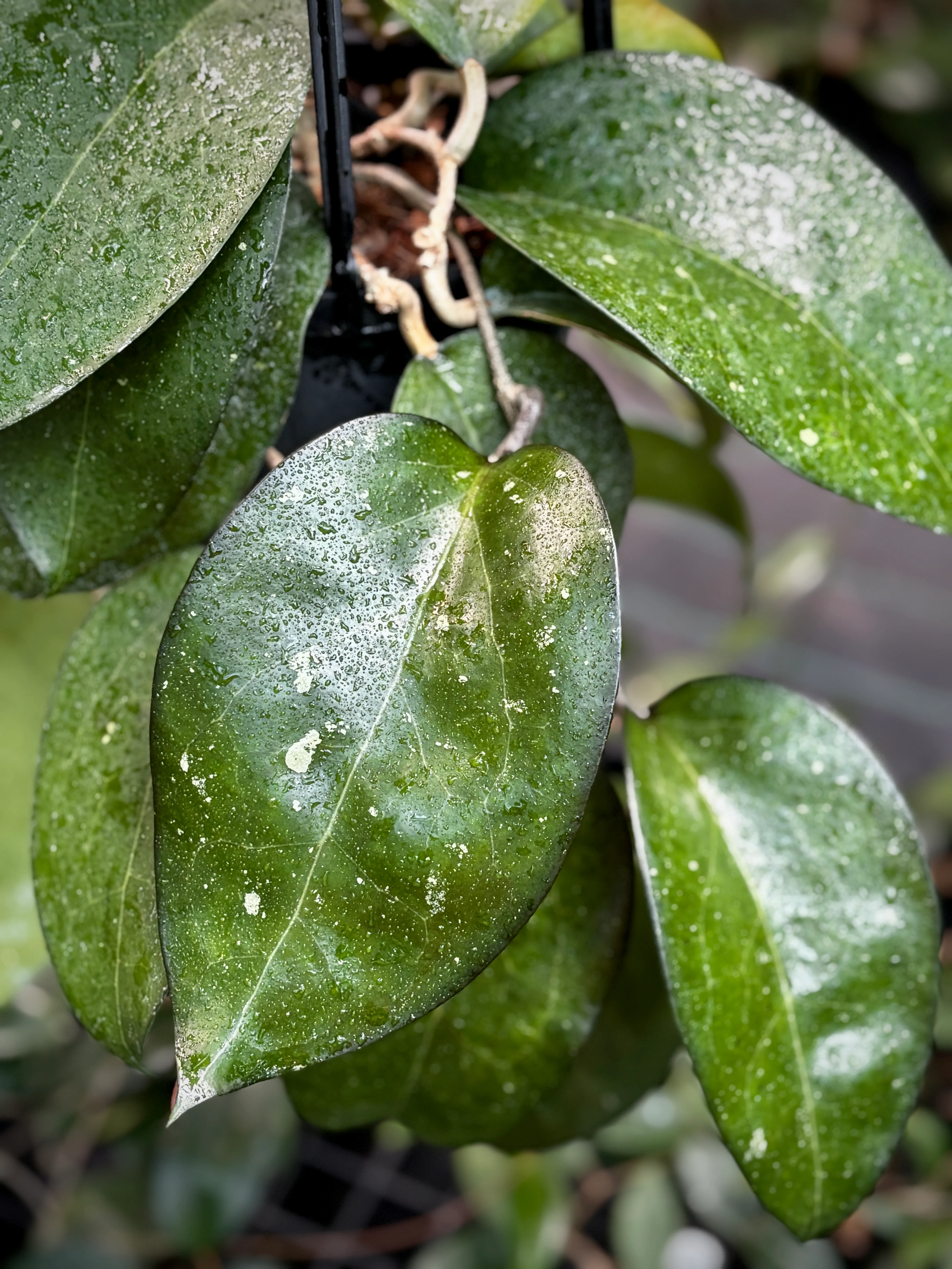 Hoya sp. Java IML 0452 H125 - Image 2
