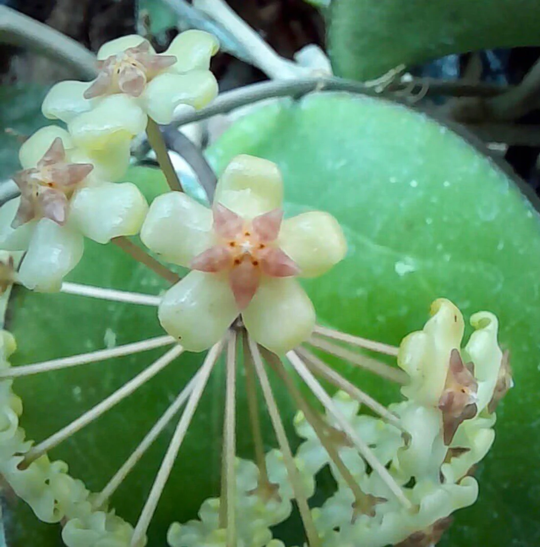 Hoya sp. Java IML 0452 H125 - Image 4