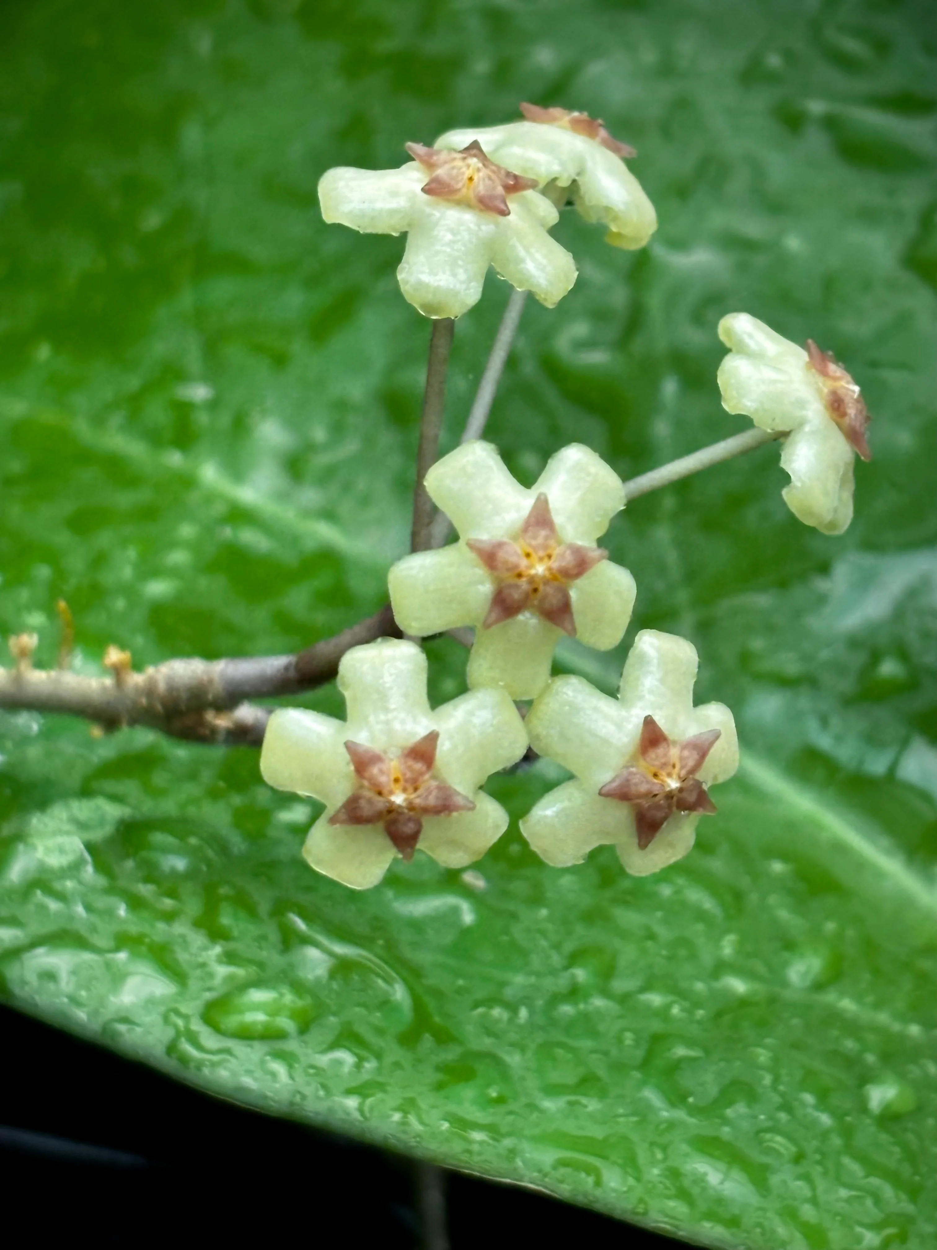 Hoya sp. Java IML 0452 H125 - Image 7