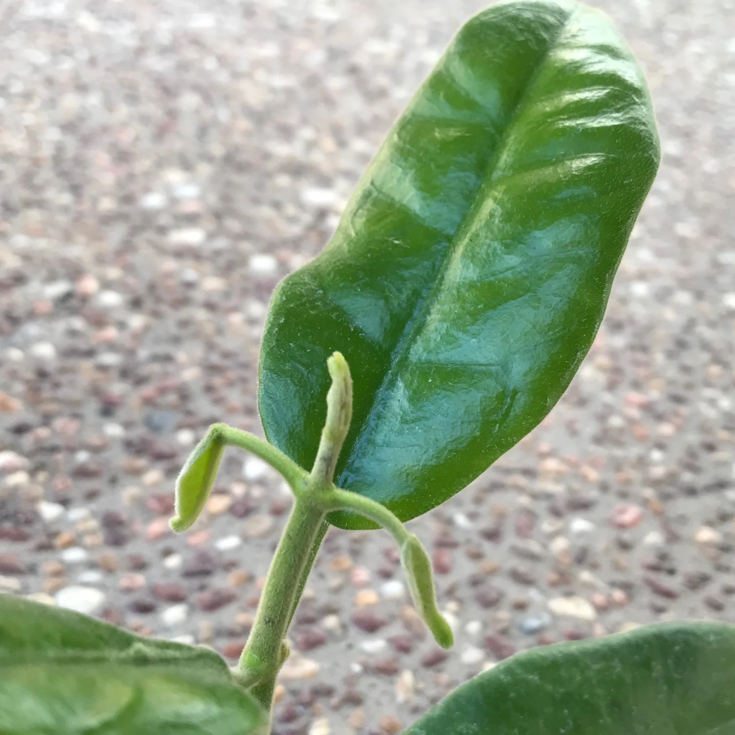 Hoya affinis H334 - Image 2