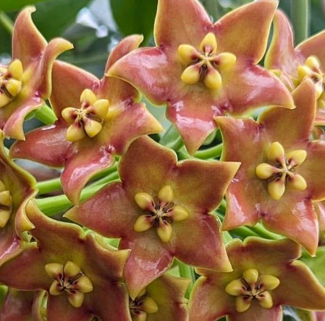 Hoya affinis H334 - Image 3