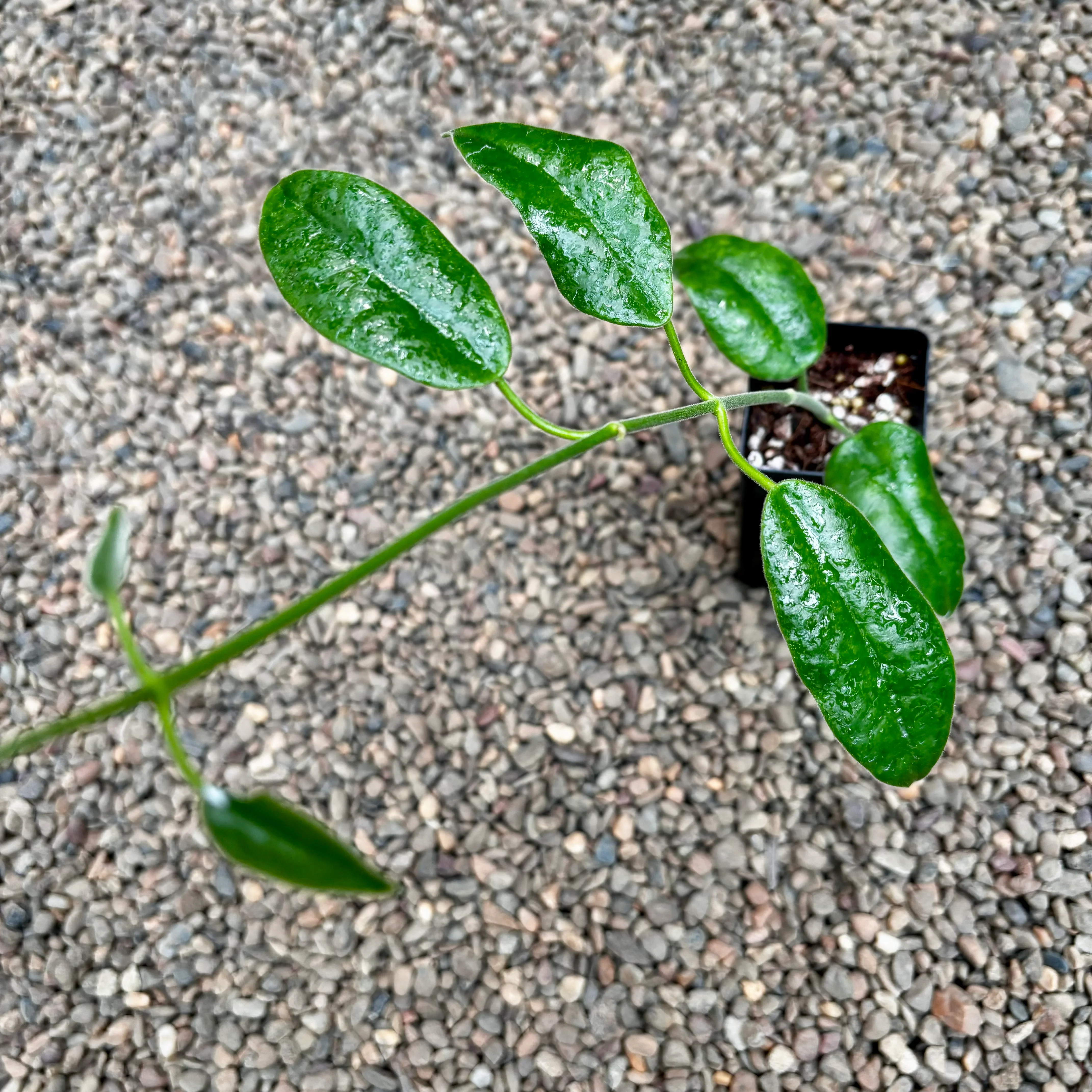 Hoya affinis H334 - Image 4