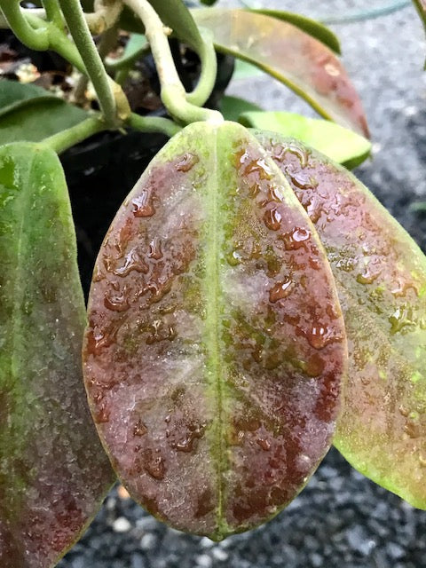 Hoya albiflora H177 - Image 10