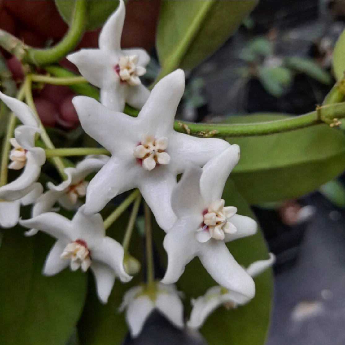 Hoya albiflora H177 - Image 11