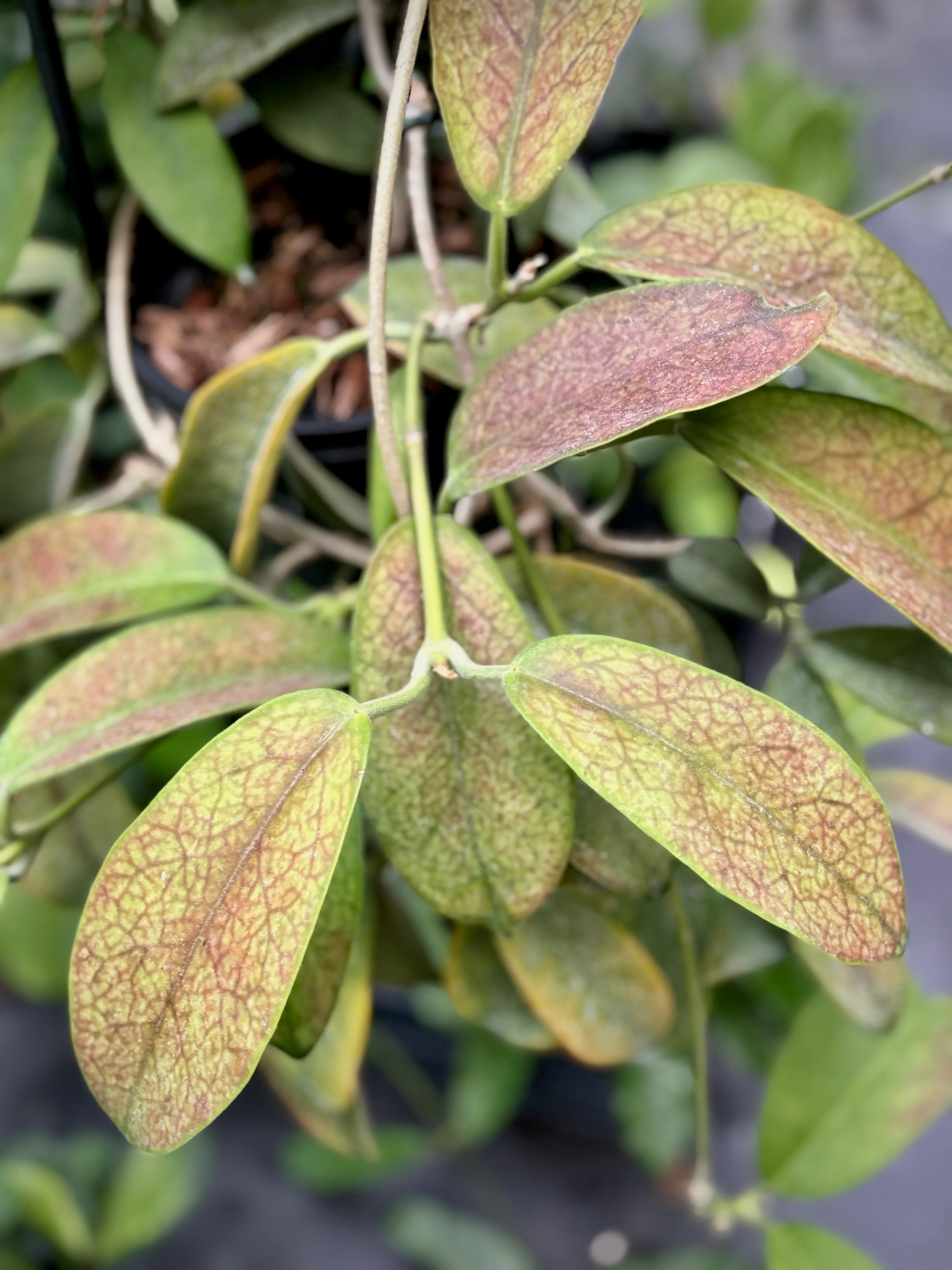 Hoya albiflora H177 - Image 3