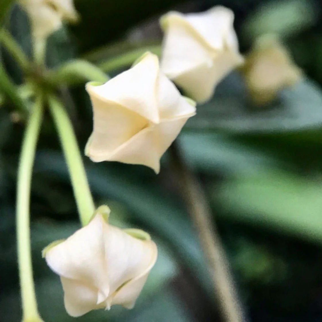 Hoya albiflora H177 - Image 4