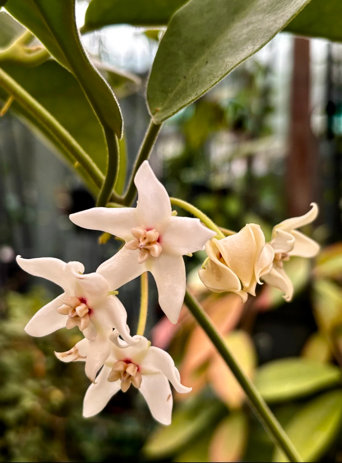 Hoya albiflora H177 - Image 6