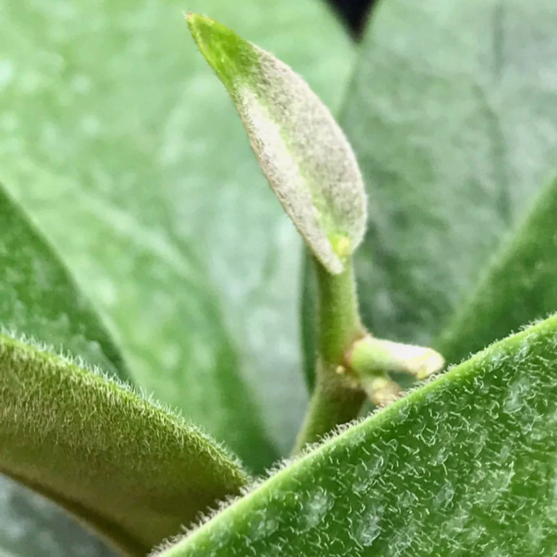 Hoya albiflora H177 - Image 7