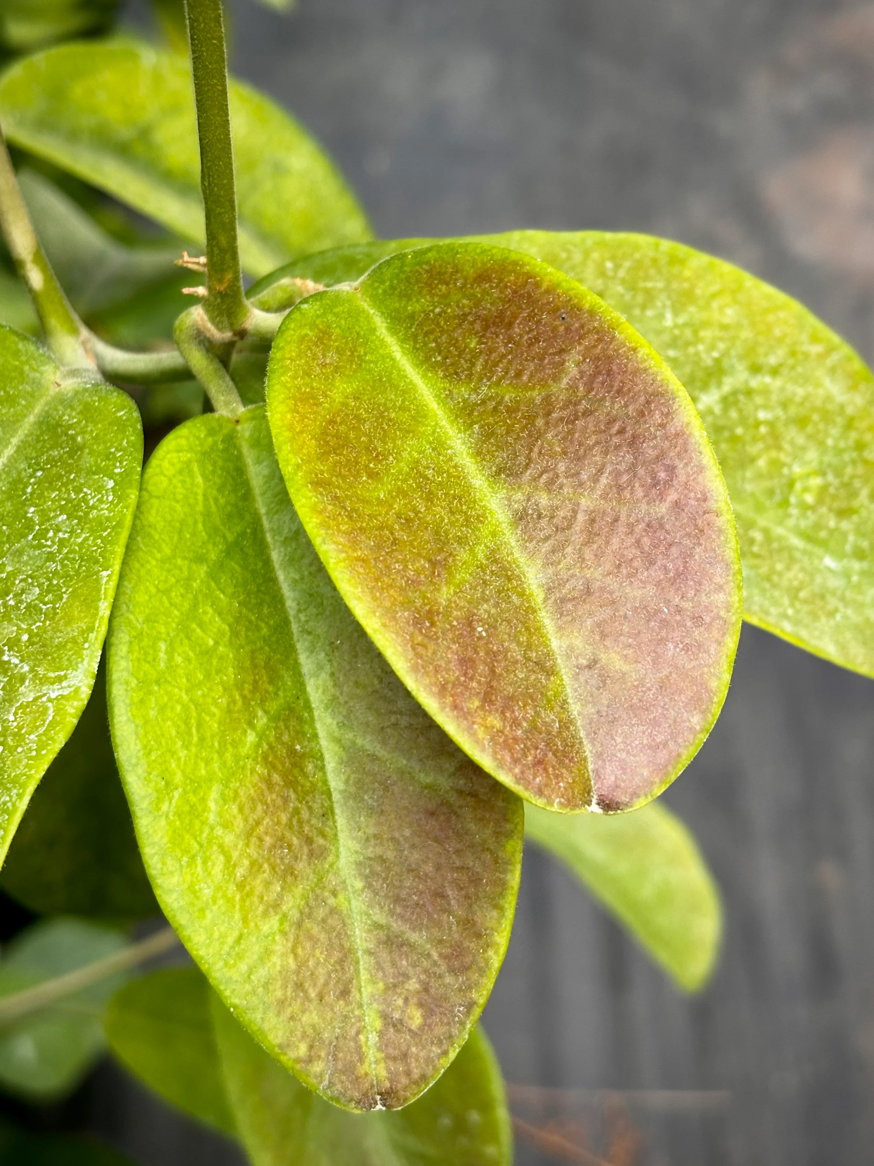 Hoya albiflora H177 - Image 8