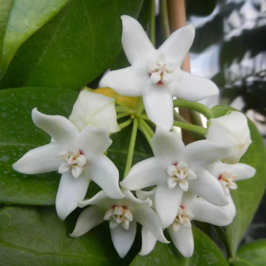 Hoya albiflora H177 - Image 9